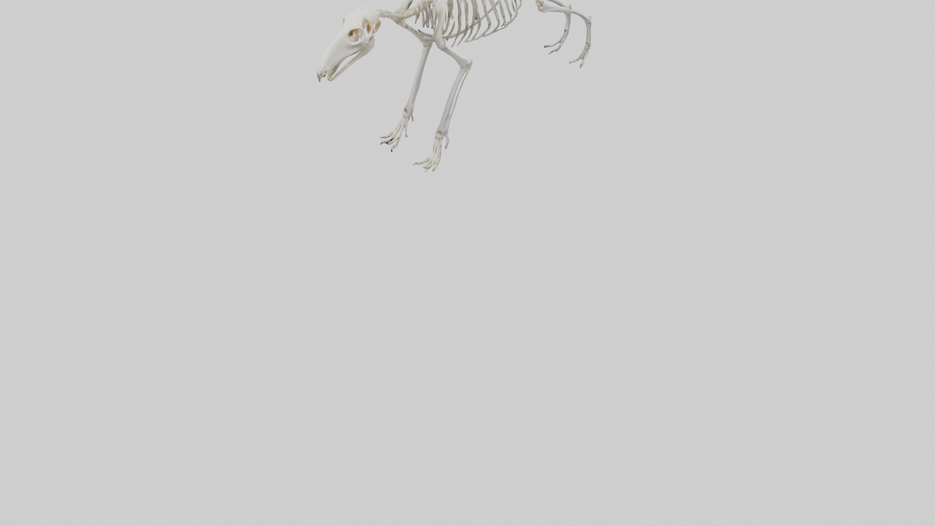 Giant Anteater Skeleton model Low-poly 3D model_7