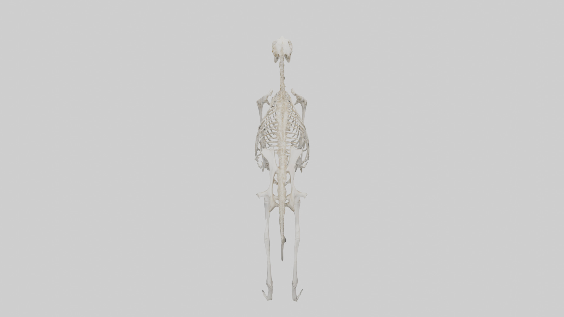 Giant Anteater Skeleton model Low-poly 3D model_15