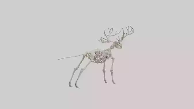 Giant Elk Skeleton model