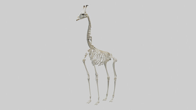 Giraffe Skeleton model Low-poly 3D model