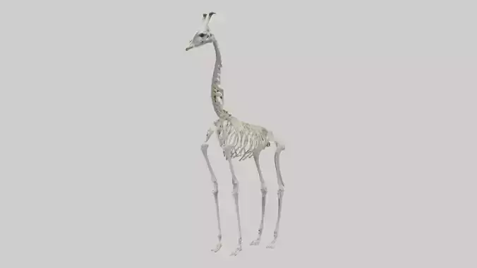 Giraffe Skeleton model