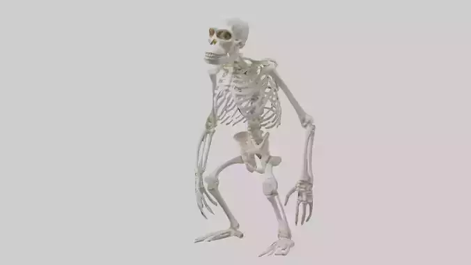 Gorilla Skeleton model