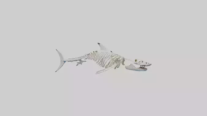 Great White Shark Skeleton