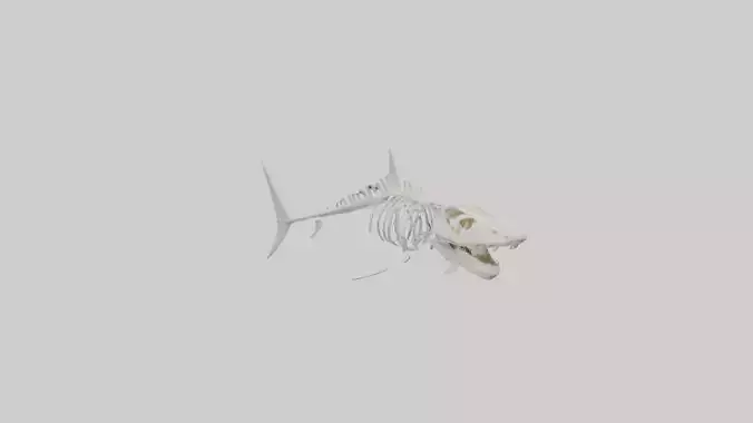 ammerhead Shark Skeleton model