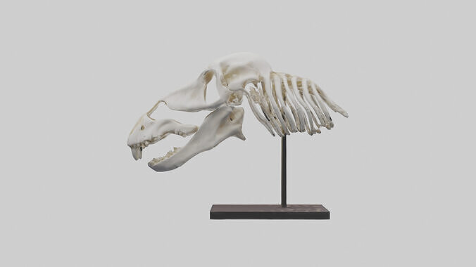 ippo Skull Skeleton model Low-poly 3D model