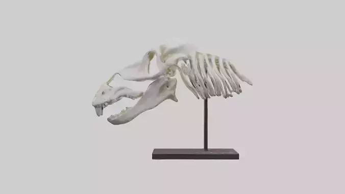 ippo Skull Skeleton model