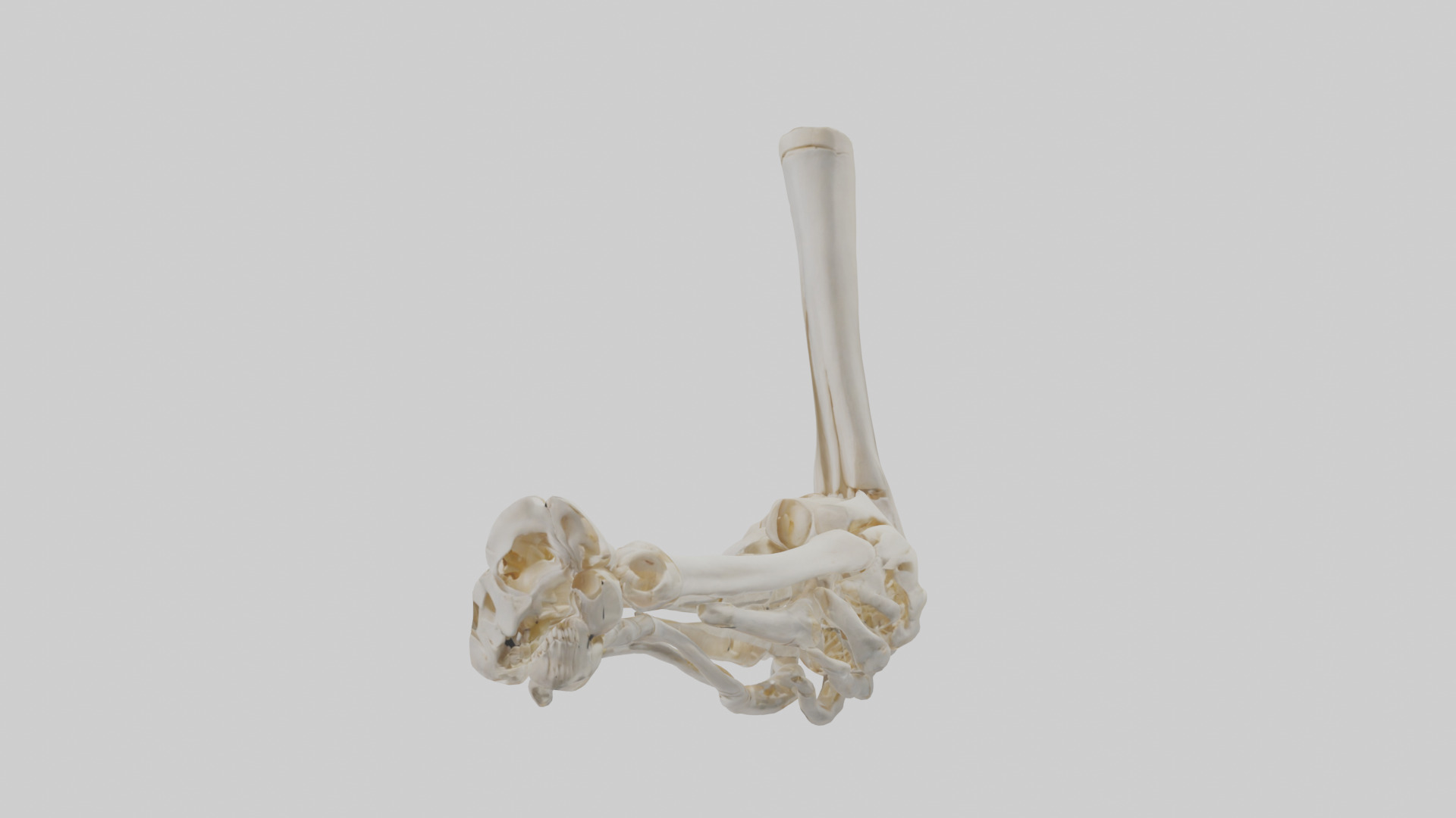 Human Elbow Skeleton model Low-poly 3D model_10