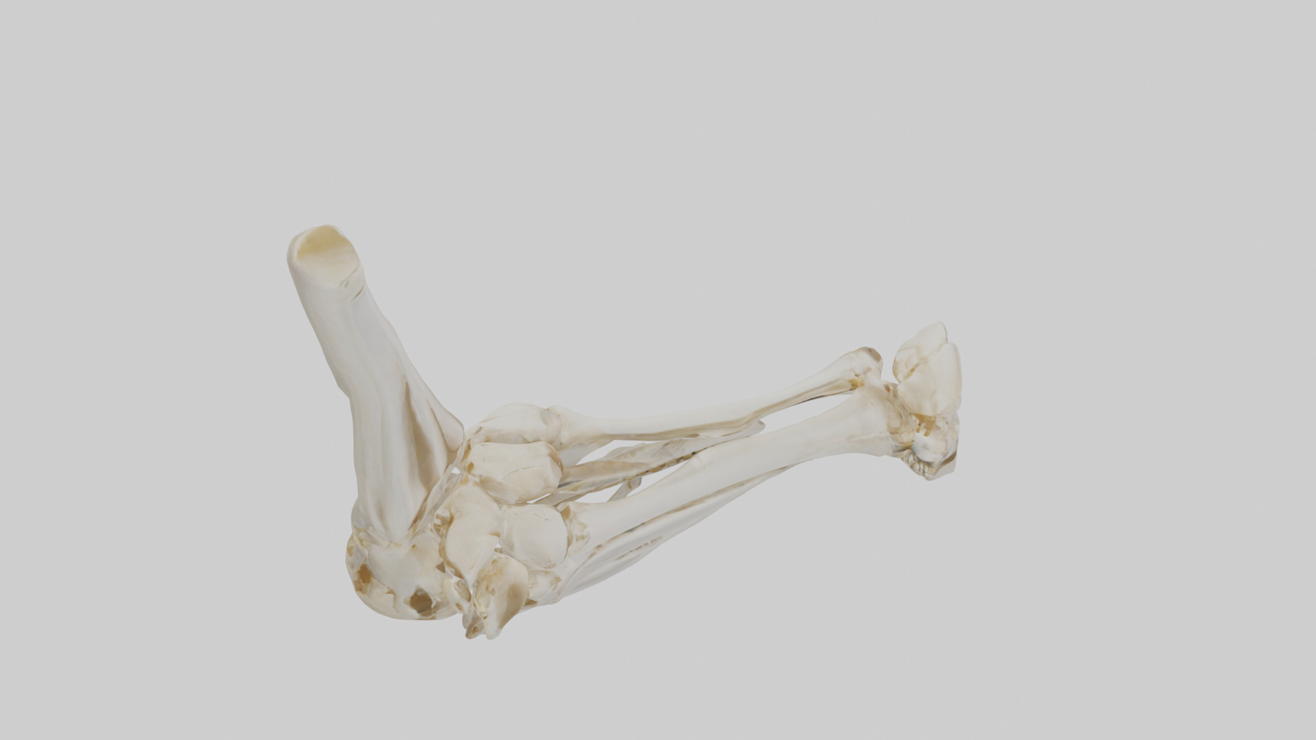 Human Elbow Skeleton model Low-poly 3D model_18