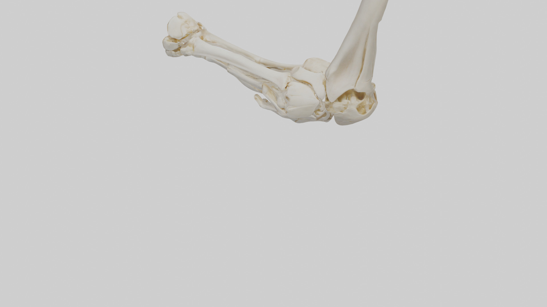 Human Elbow Skeleton model Low-poly 3D model_3