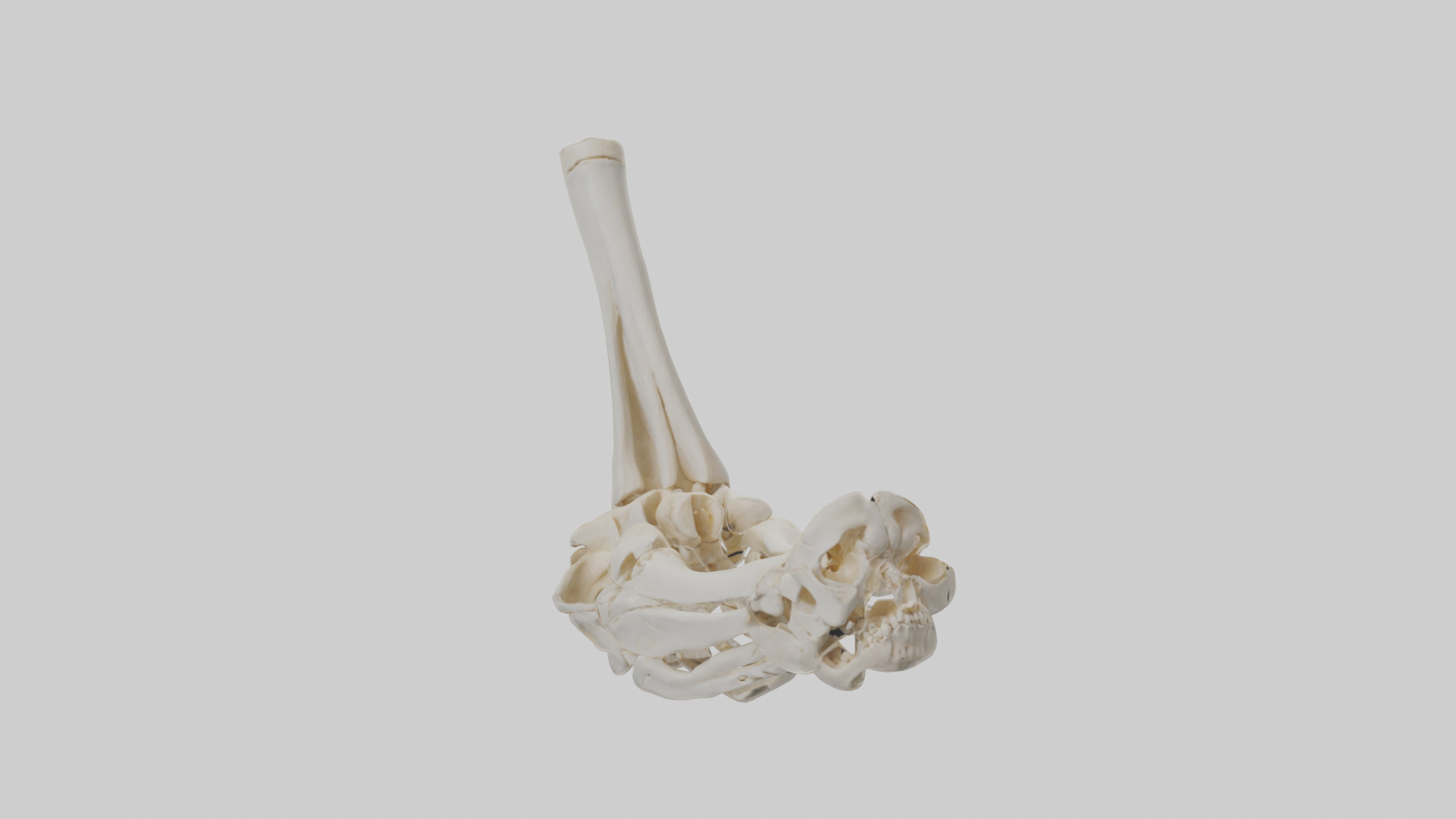 Human Elbow Skeleton model Low-poly 3D model_9