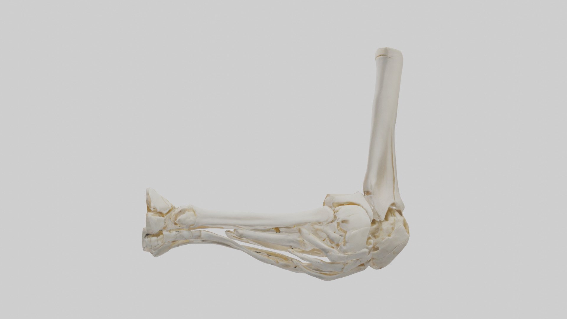 Human Elbow Skeleton model Low-poly 3D model_12