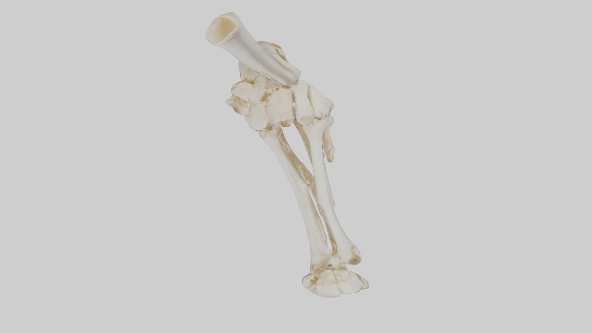 Human Elbow Skeleton model Low-poly 3D model_14