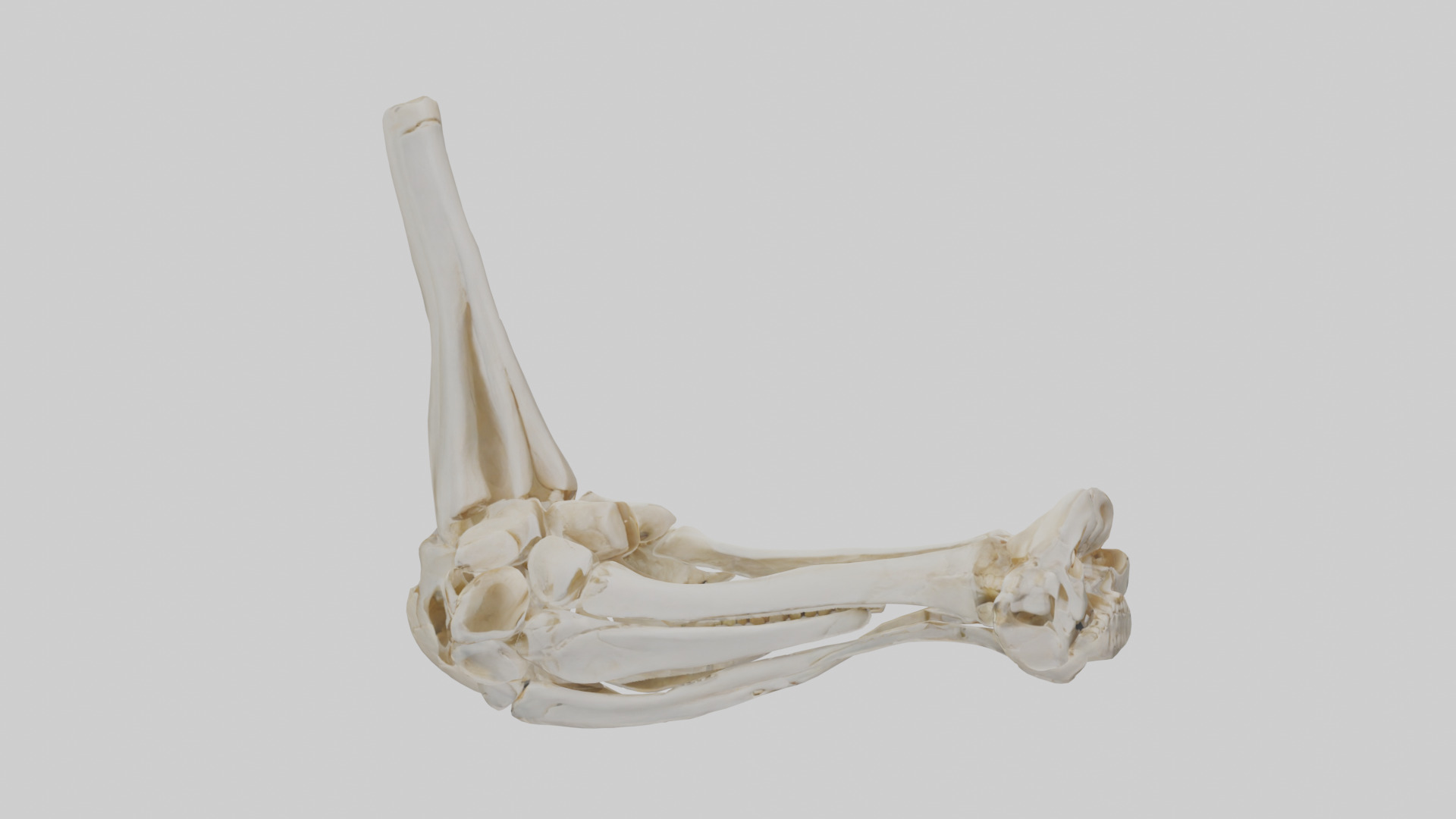 Human Elbow Skeleton model Low-poly 3D model_7