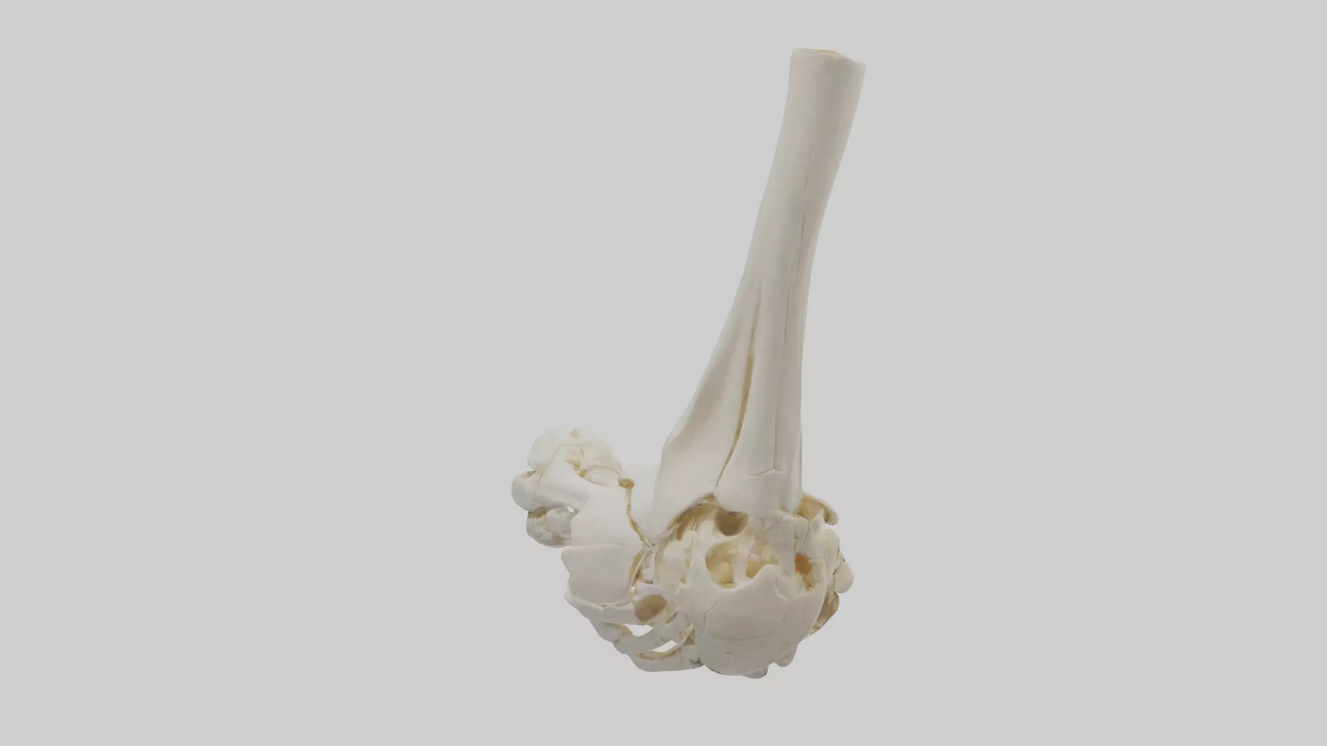 Human Elbow Skeleton model Low-poly 3D model_0