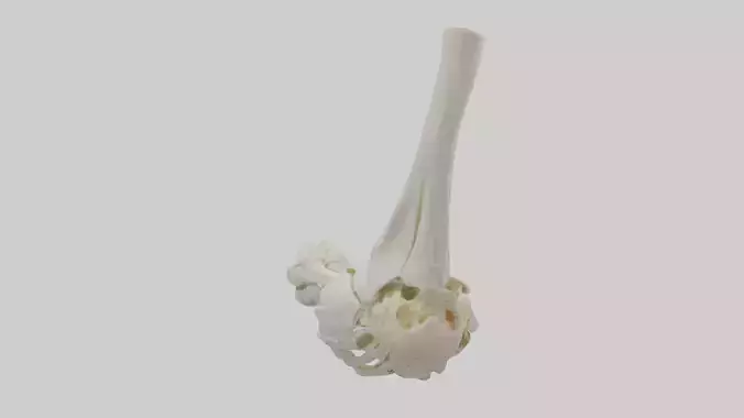 Human Elbow Skeleton model