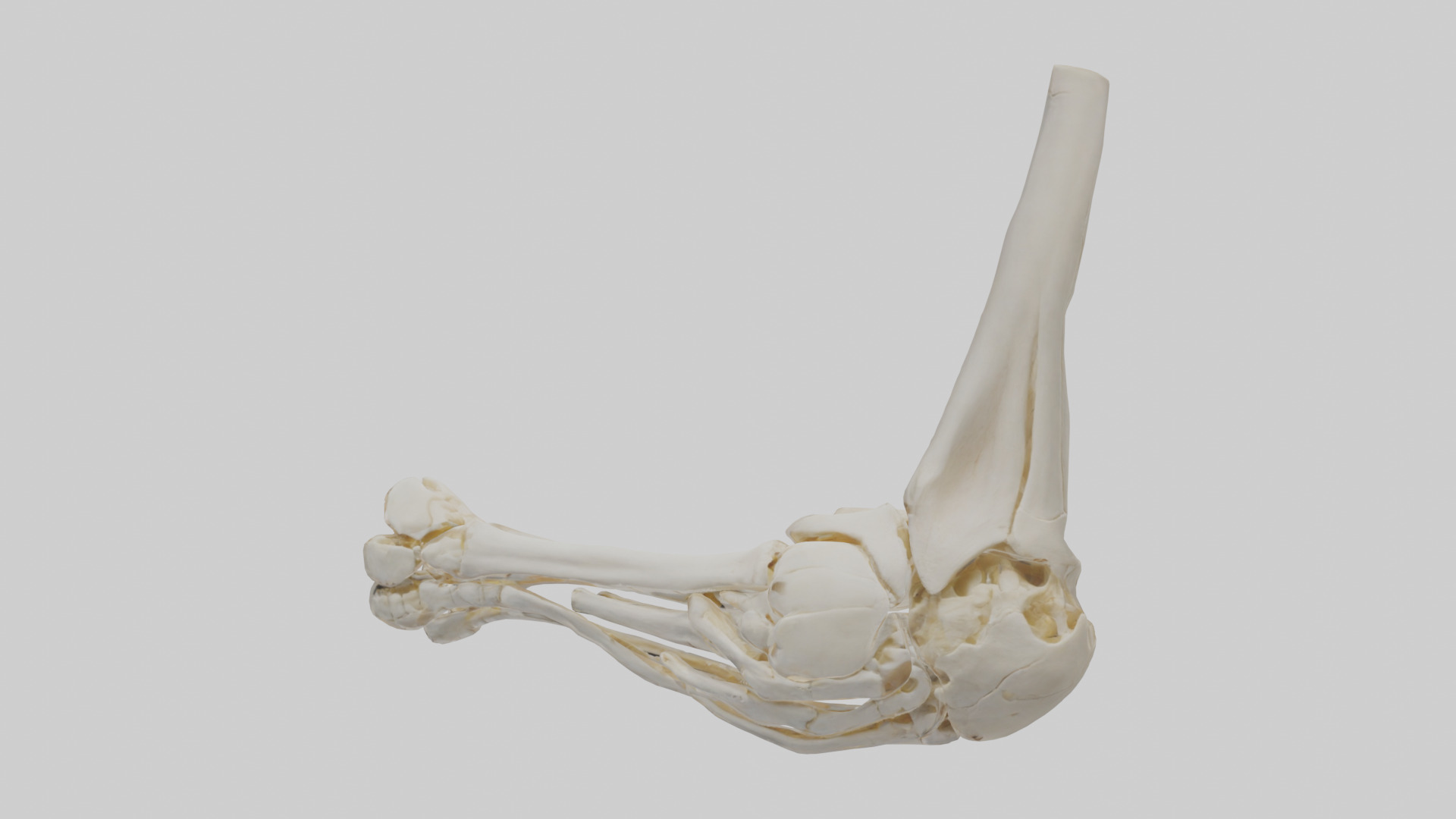 Human Elbow Skeleton model Low-poly 3D model_1
