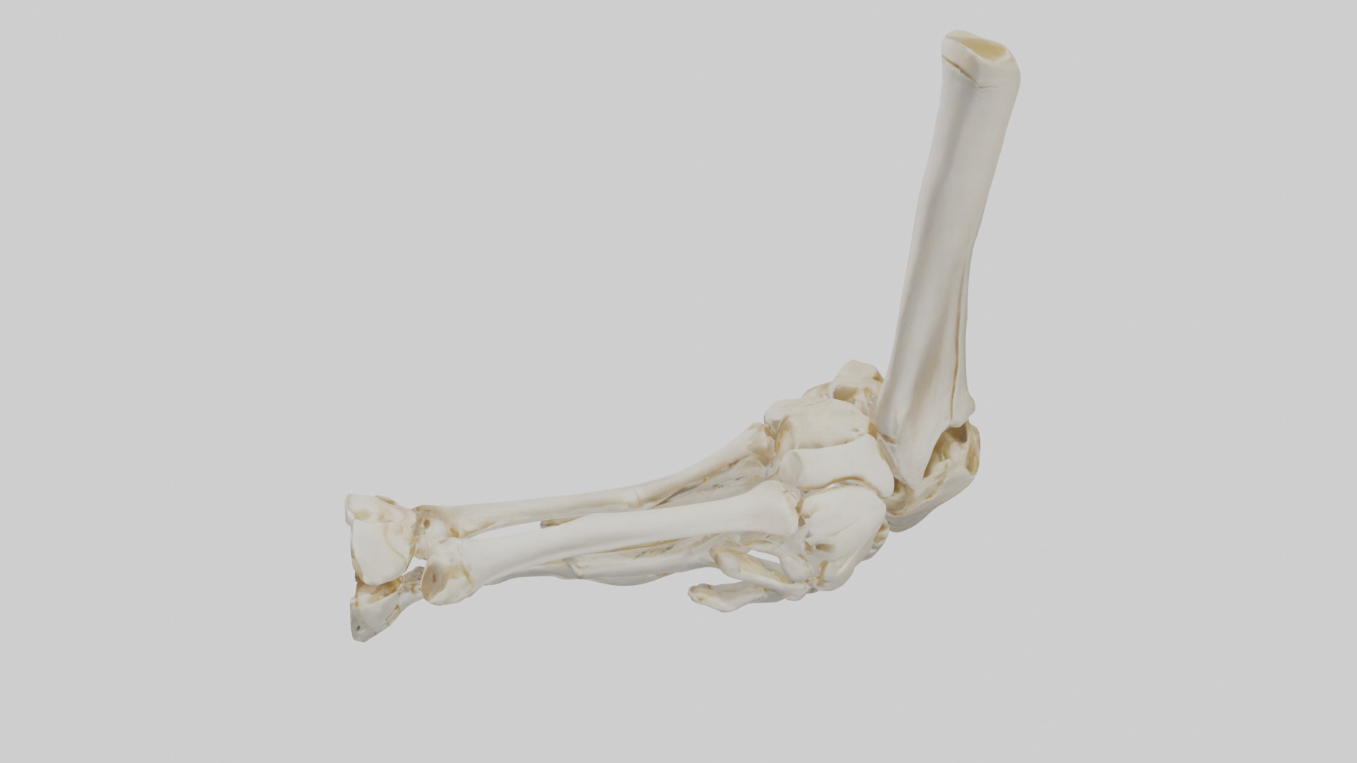 Human Elbow Skeleton model Low-poly 3D model_17