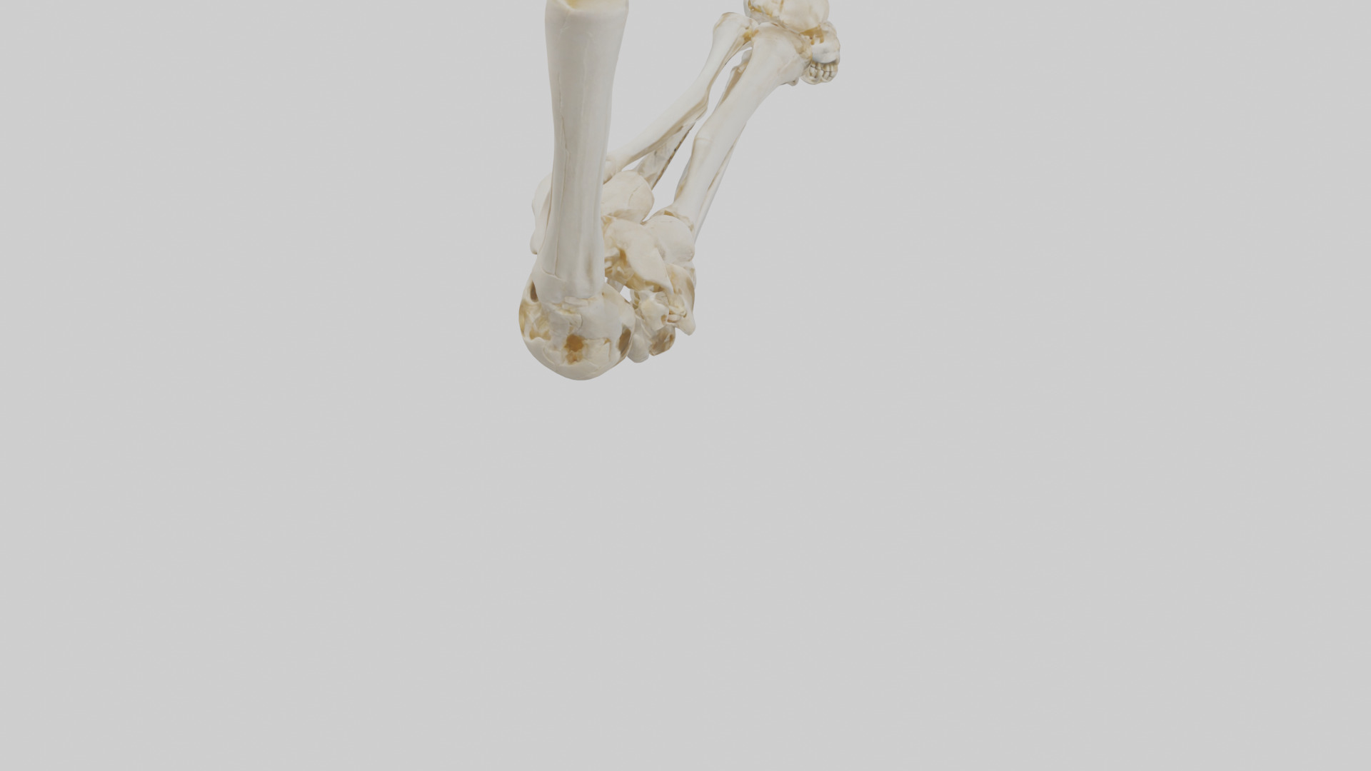 Human Elbow Skeleton model Low-poly 3D model_4