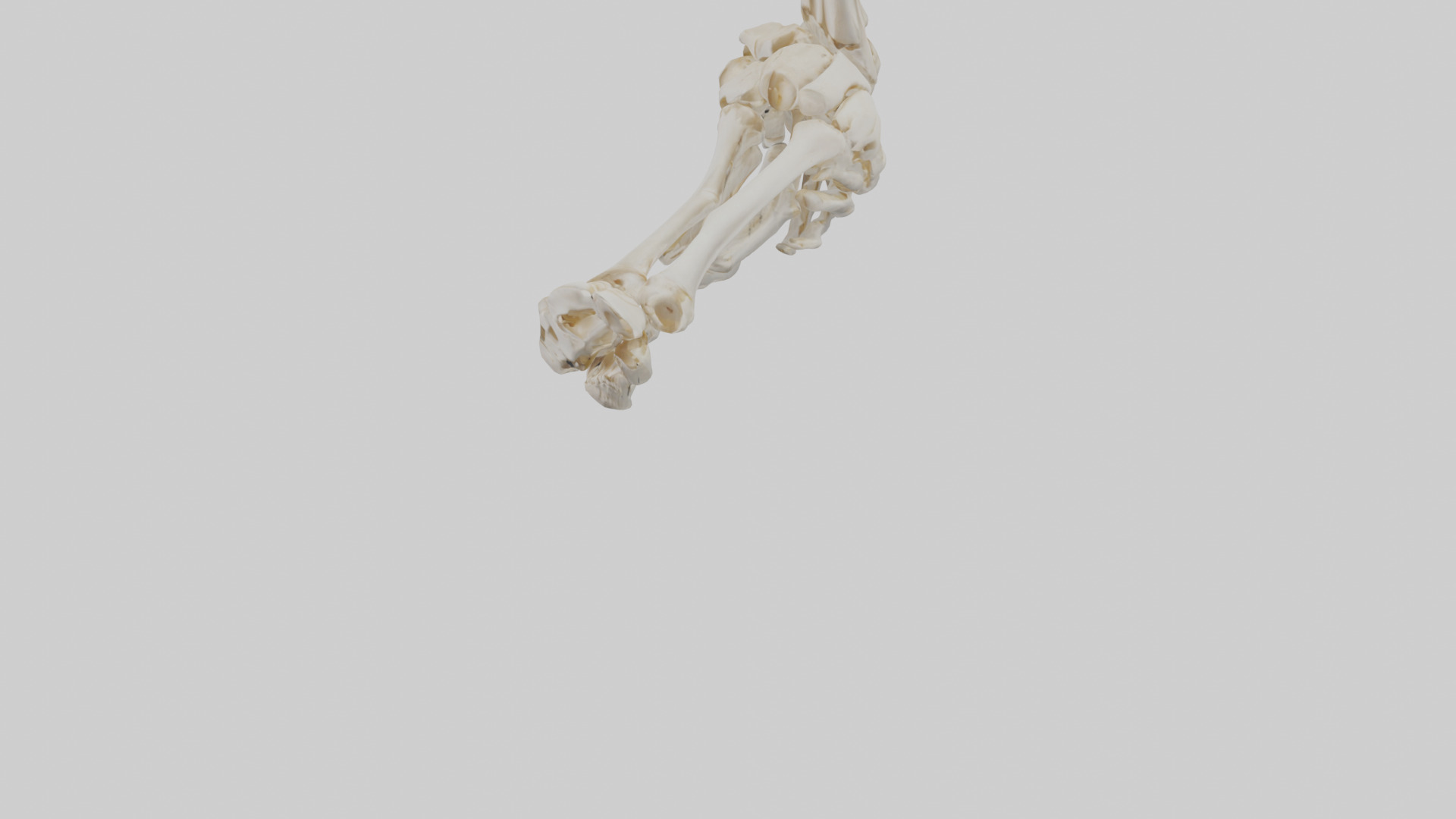 Human Elbow Skeleton model Low-poly 3D model_5