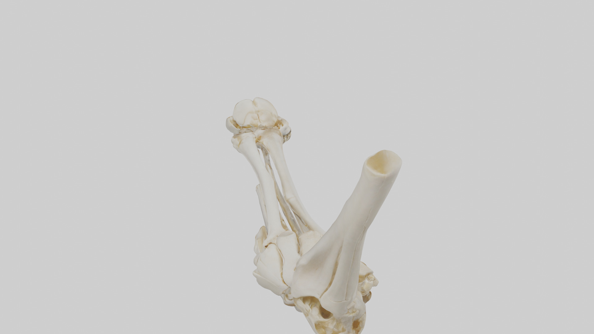Human Elbow Skeleton model Low-poly 3D model_15