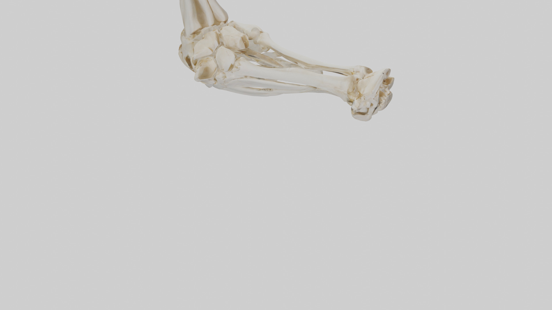 Human Elbow Skeleton model Low-poly 3D model_6