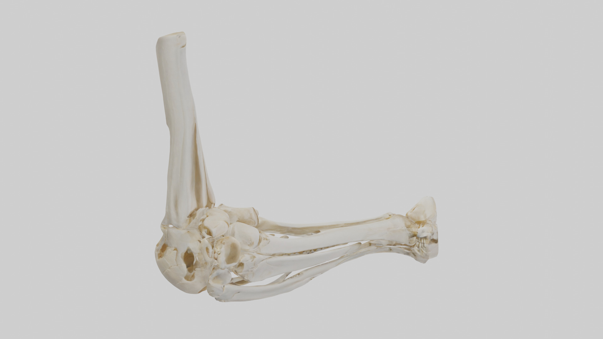Human Elbow Skeleton model Low-poly 3D model_13