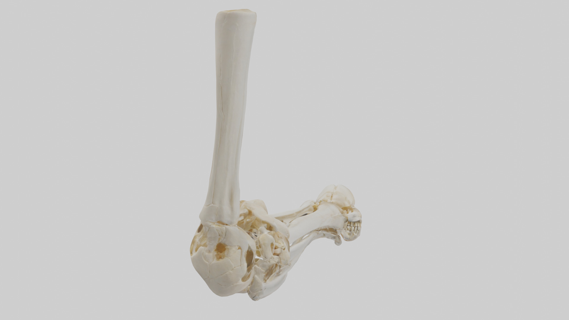Human Elbow Skeleton model Low-poly 3D model_2
