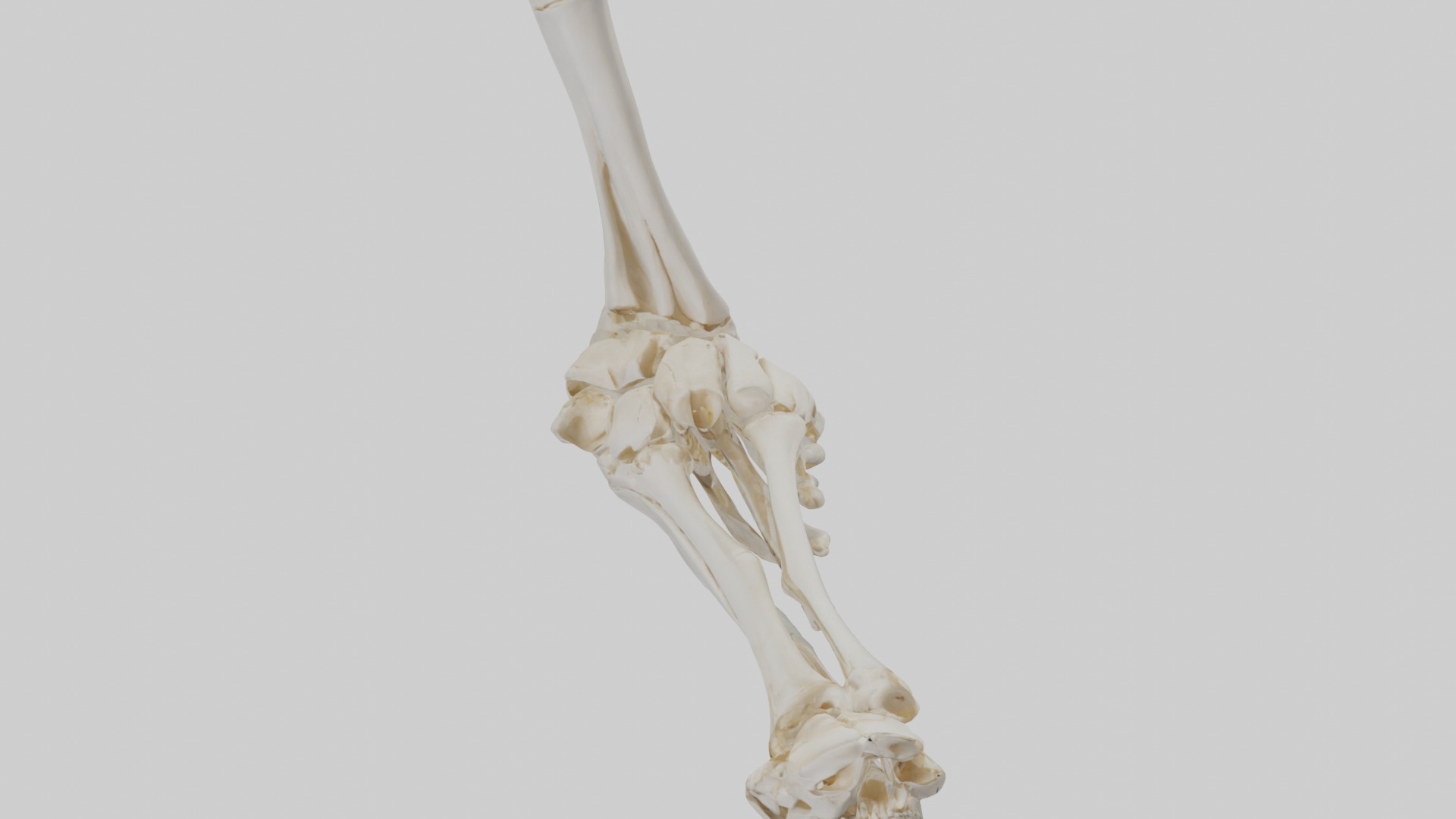 Human Elbow Skeleton model Low-poly 3D model_16