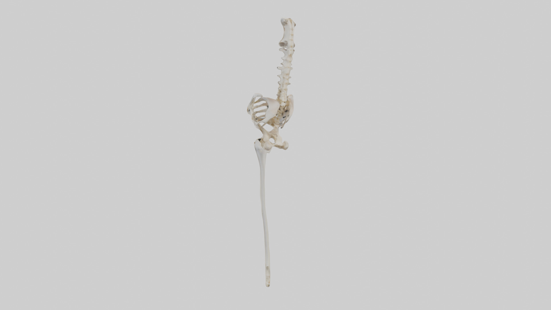 Human Femur Skeleton model Low-poly 3D model_1