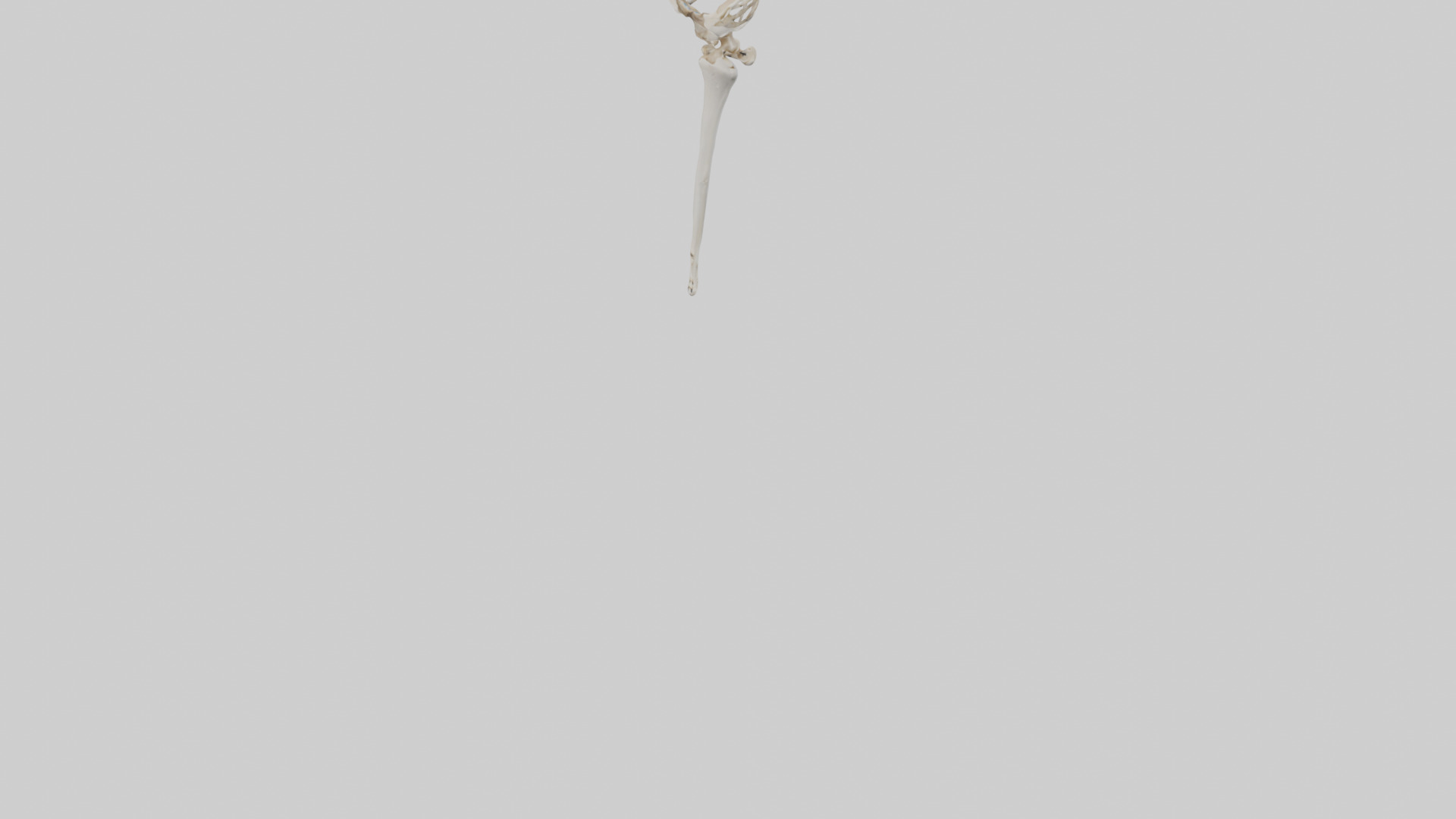 Human Femur Skeleton model Low-poly 3D model_5