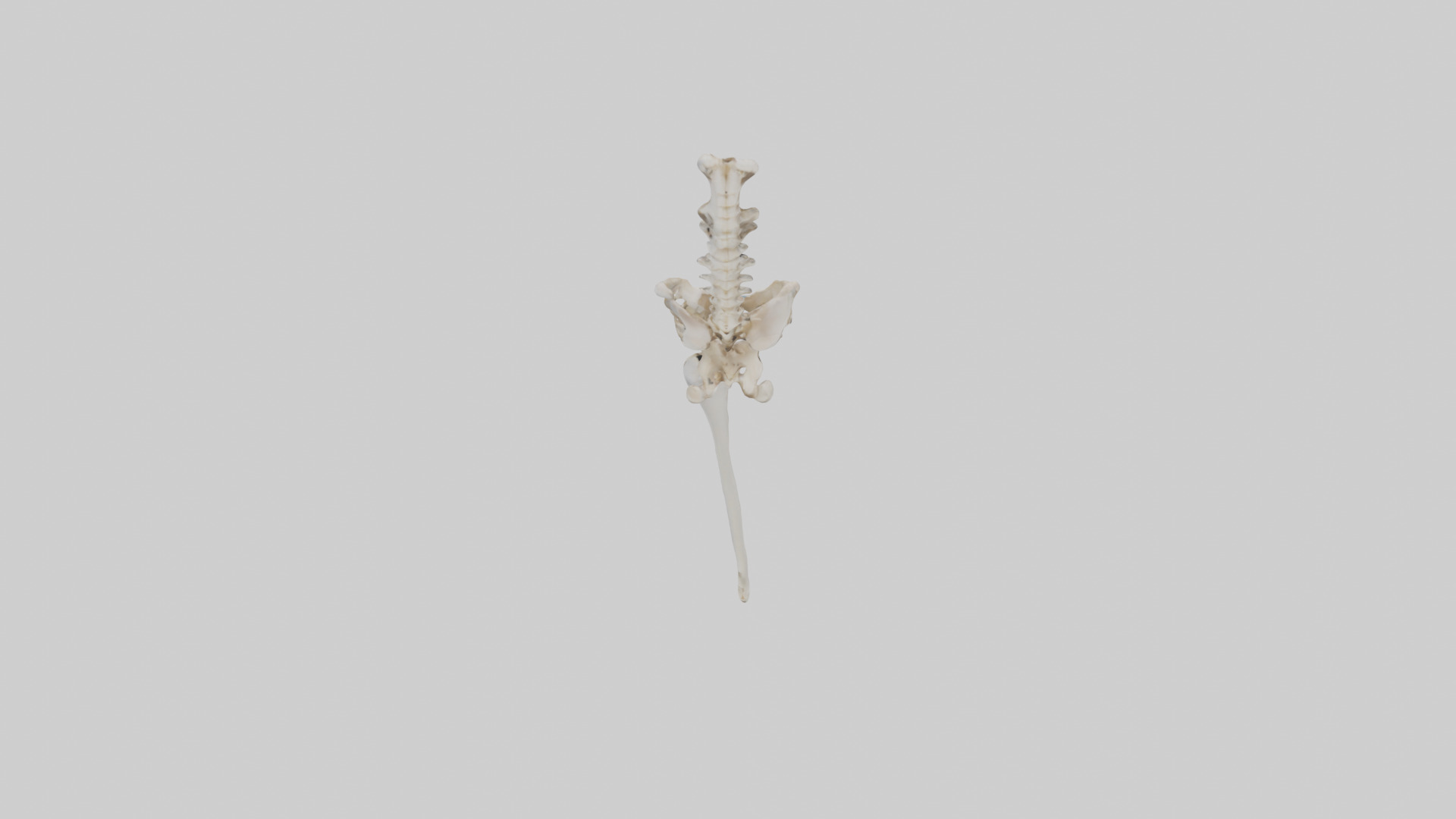 Human Femur Skeleton model Low-poly 3D model_15