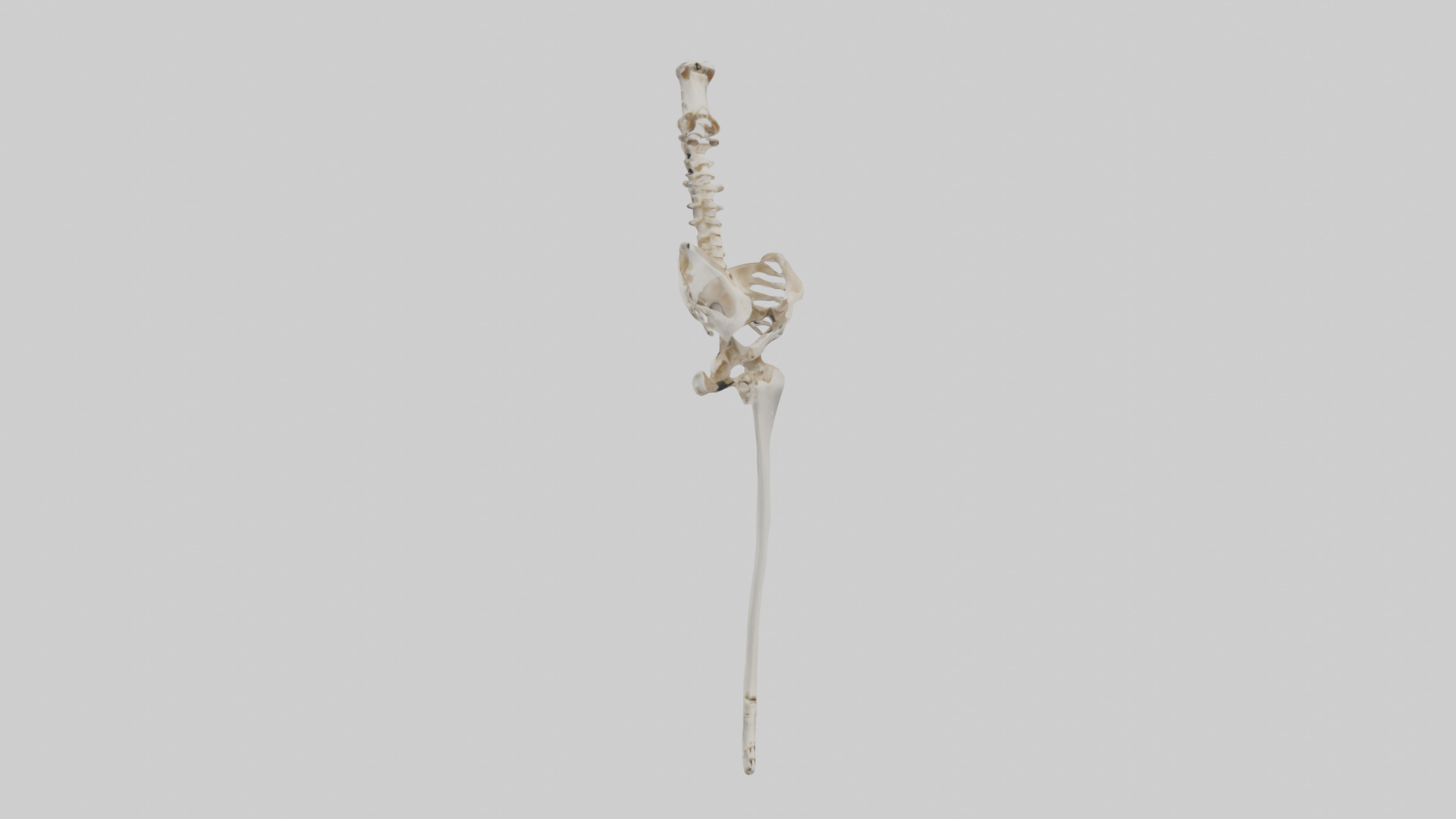 Human Femur Skeleton model Low-poly 3D model_7