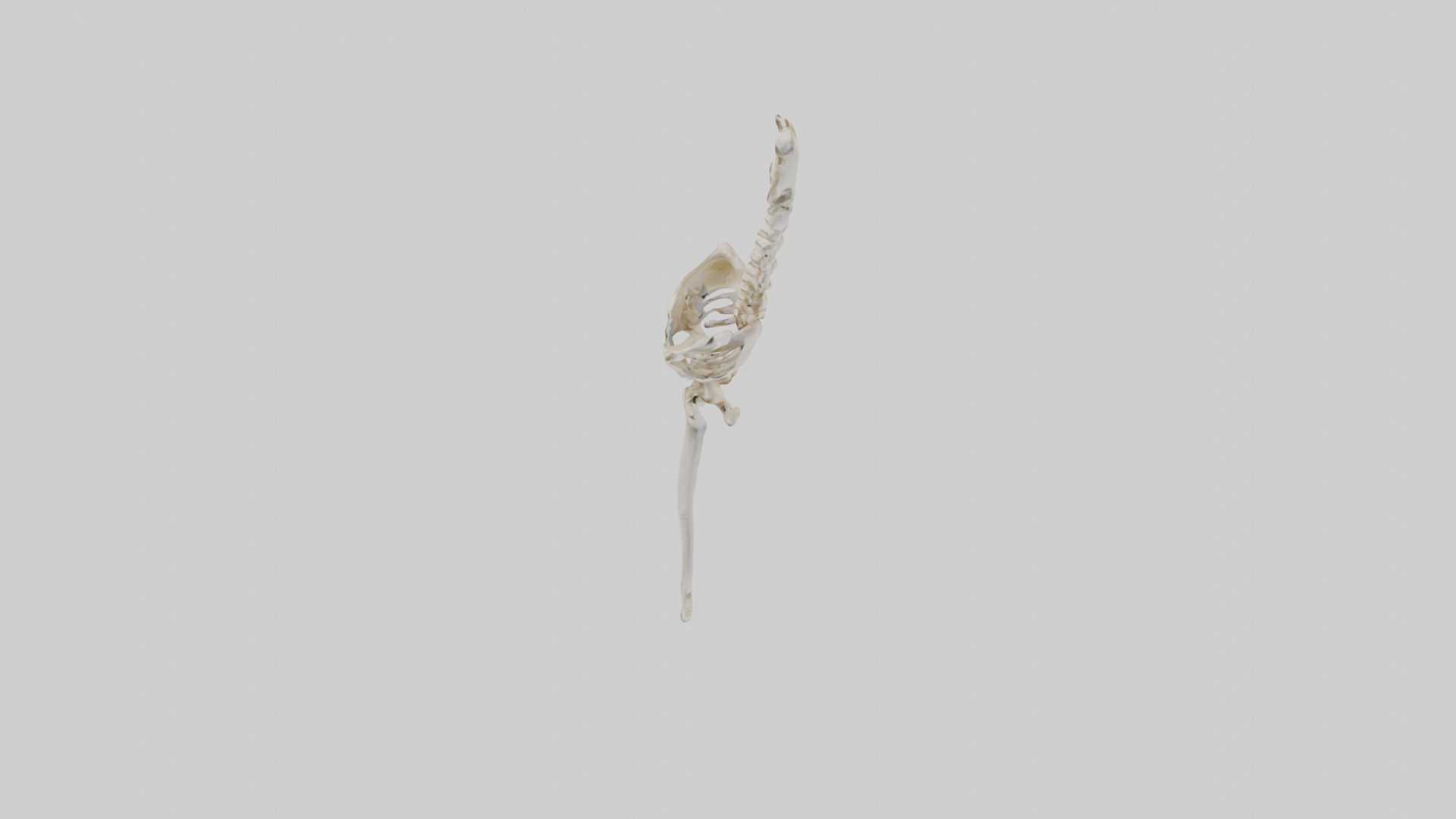 Human Femur Skeleton model Low-poly 3D model_17