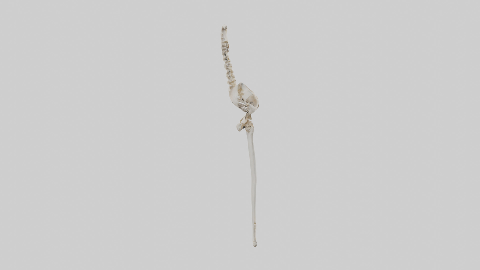Human Femur Skeleton model Low-poly 3D model_13