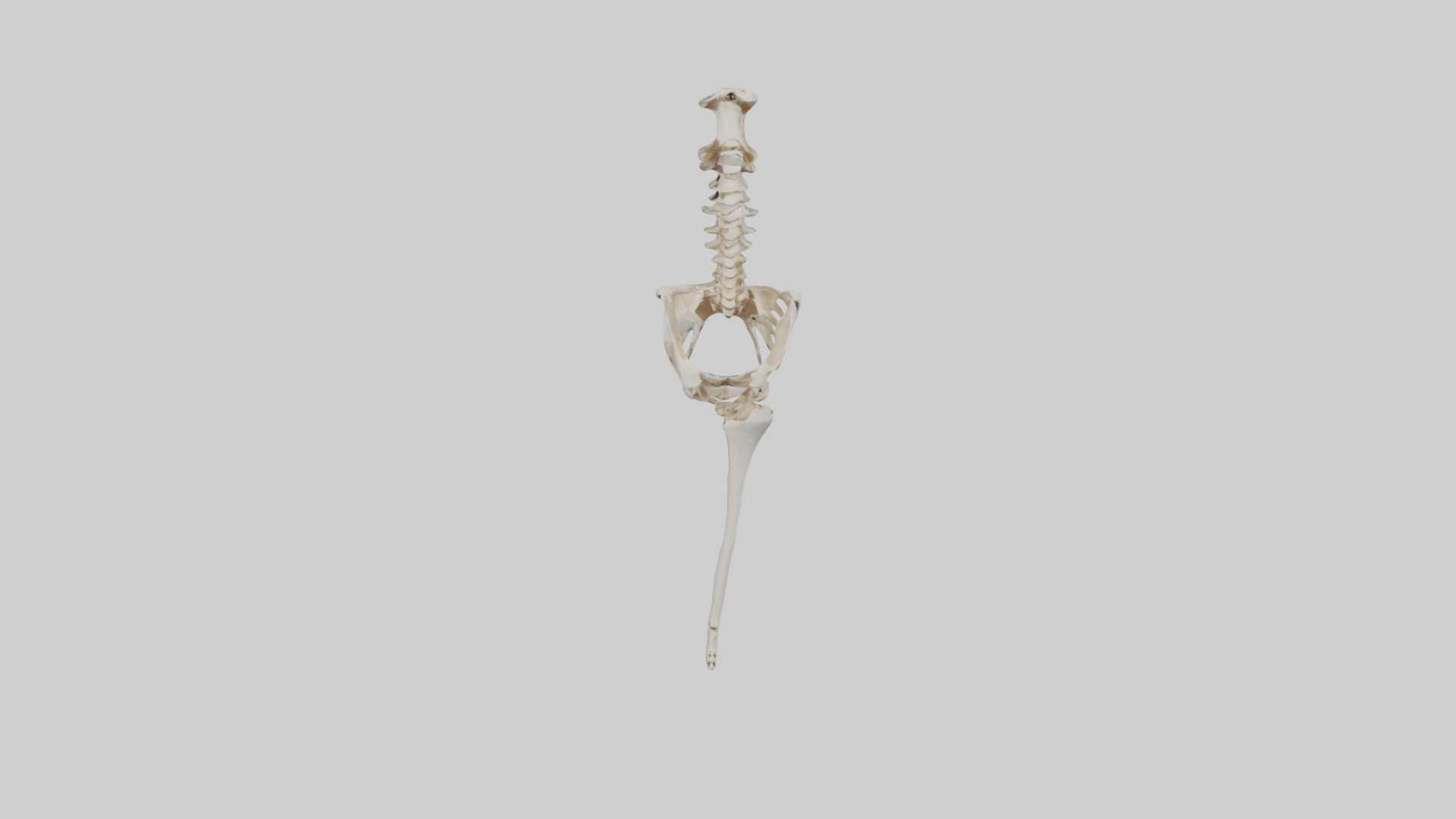 Human Femur Skeleton model Low-poly 3D model_16