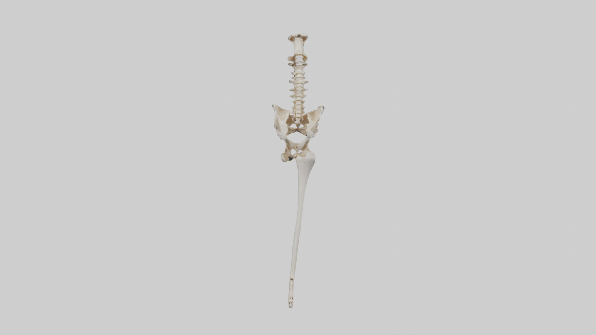 Human Femur Skeleton model Low-poly 3D model_9