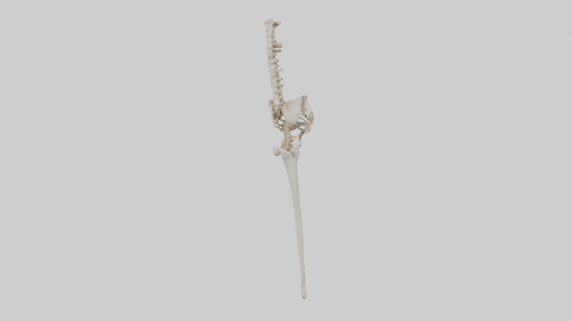 Human Femur Skeleton model Low-poly 3D model_2