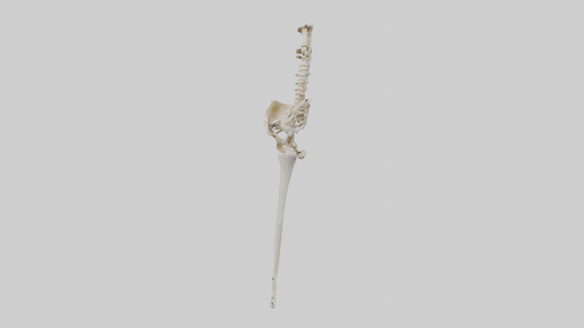 Human Femur Skeleton model Low-poly 3D model_10