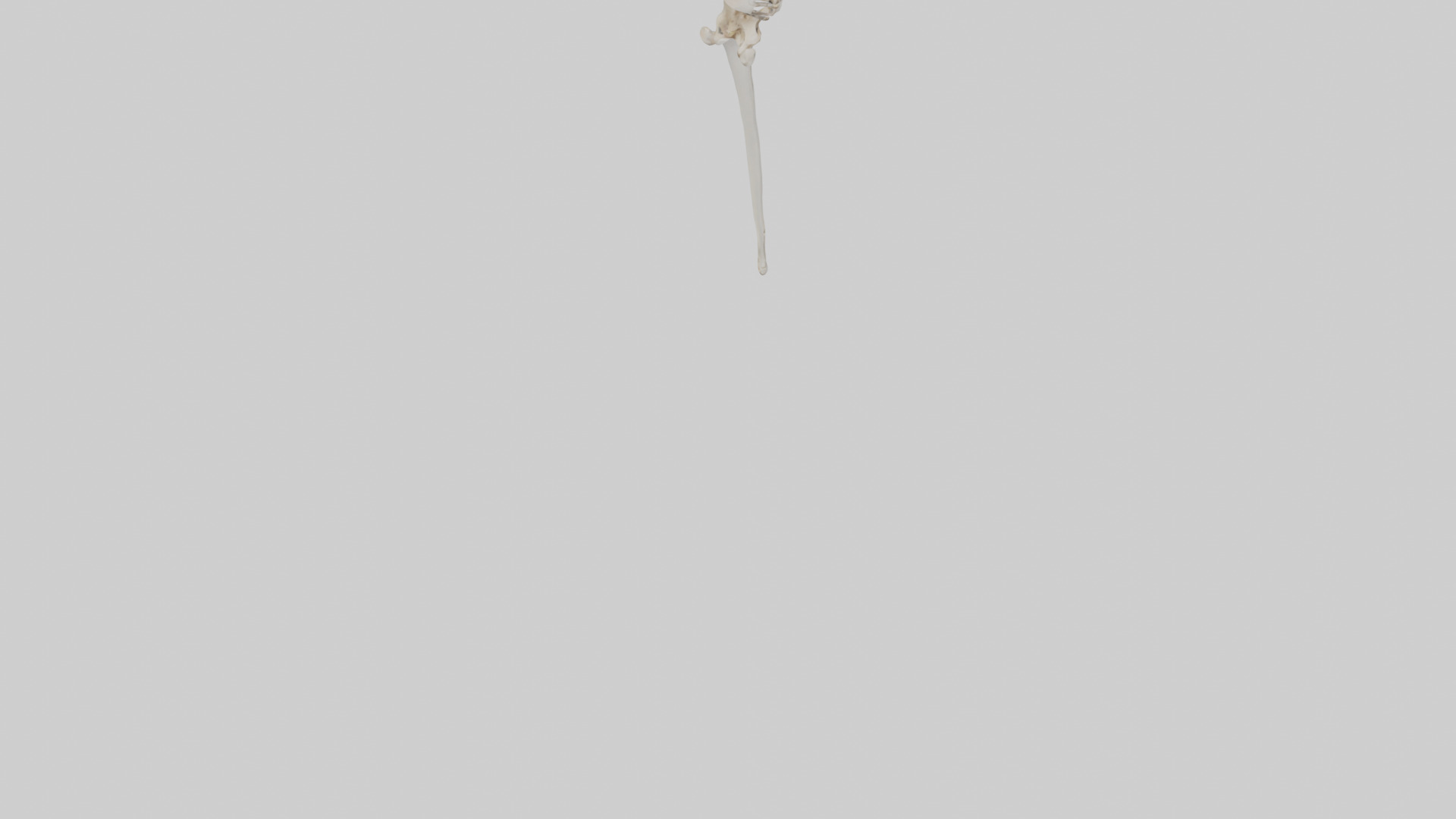 Human Femur Skeleton model Low-poly 3D model_4