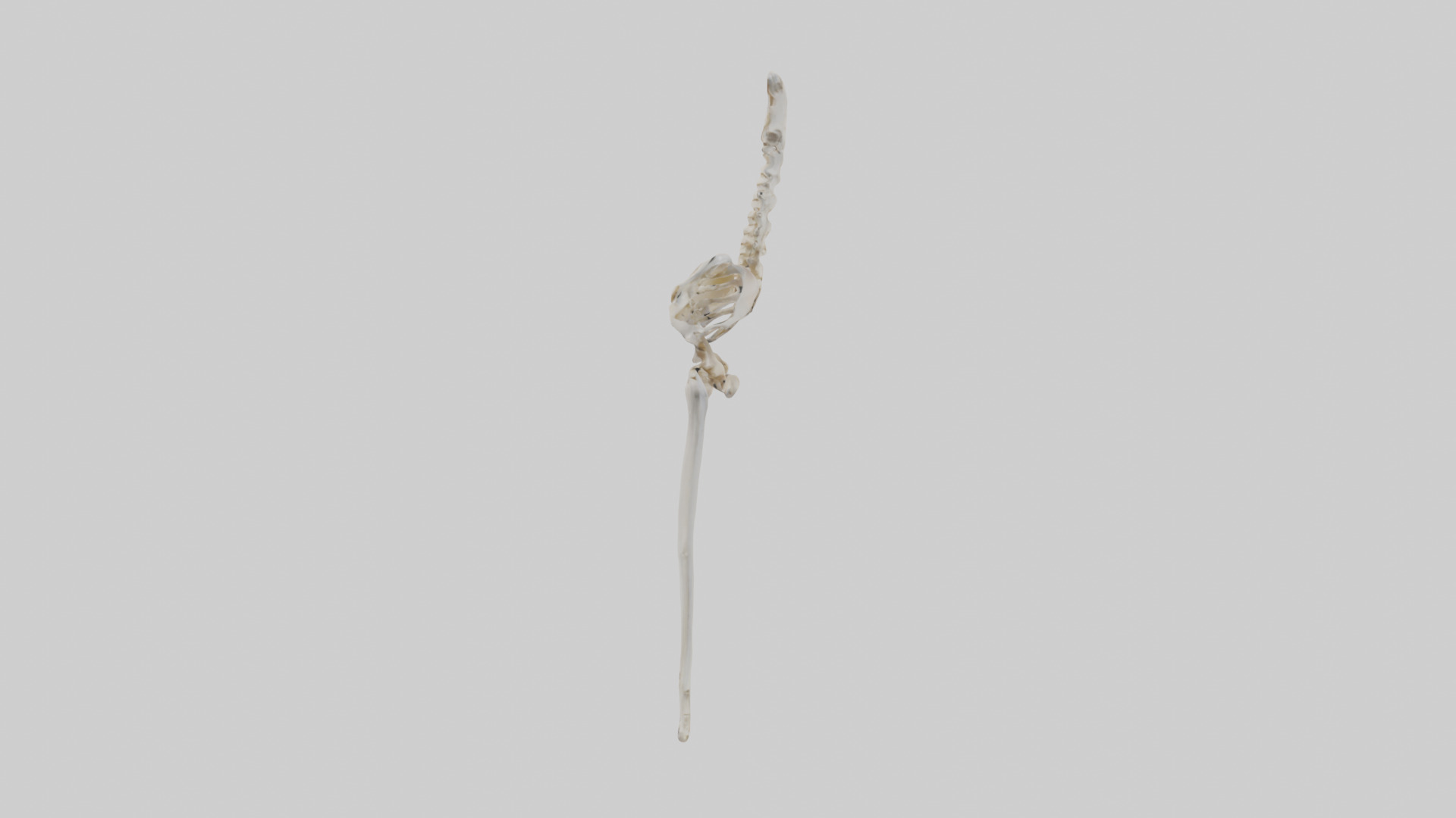 Human Femur Skeleton model Low-poly 3D model_12