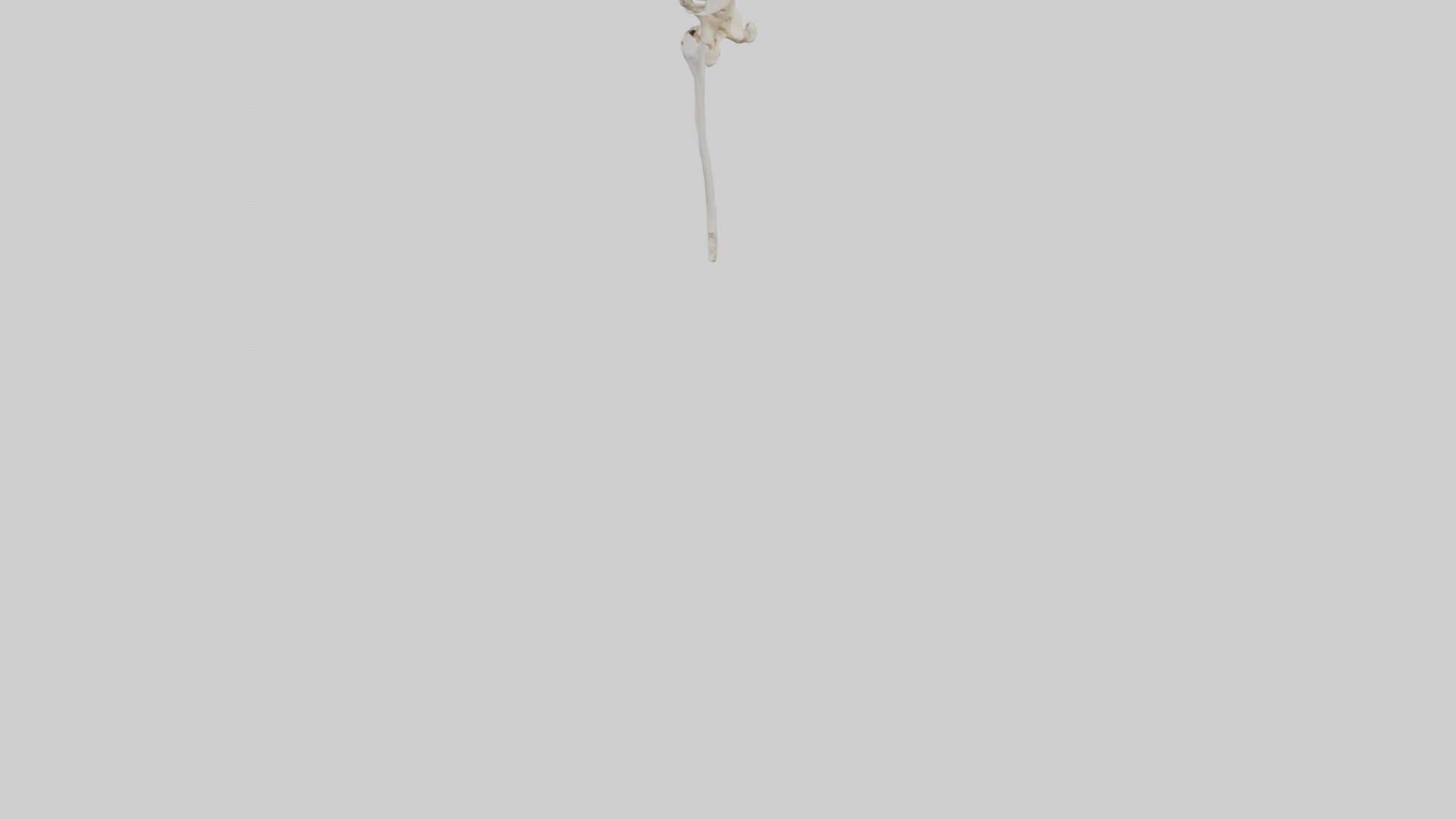 Human Femur Skeleton model Low-poly 3D model_3
