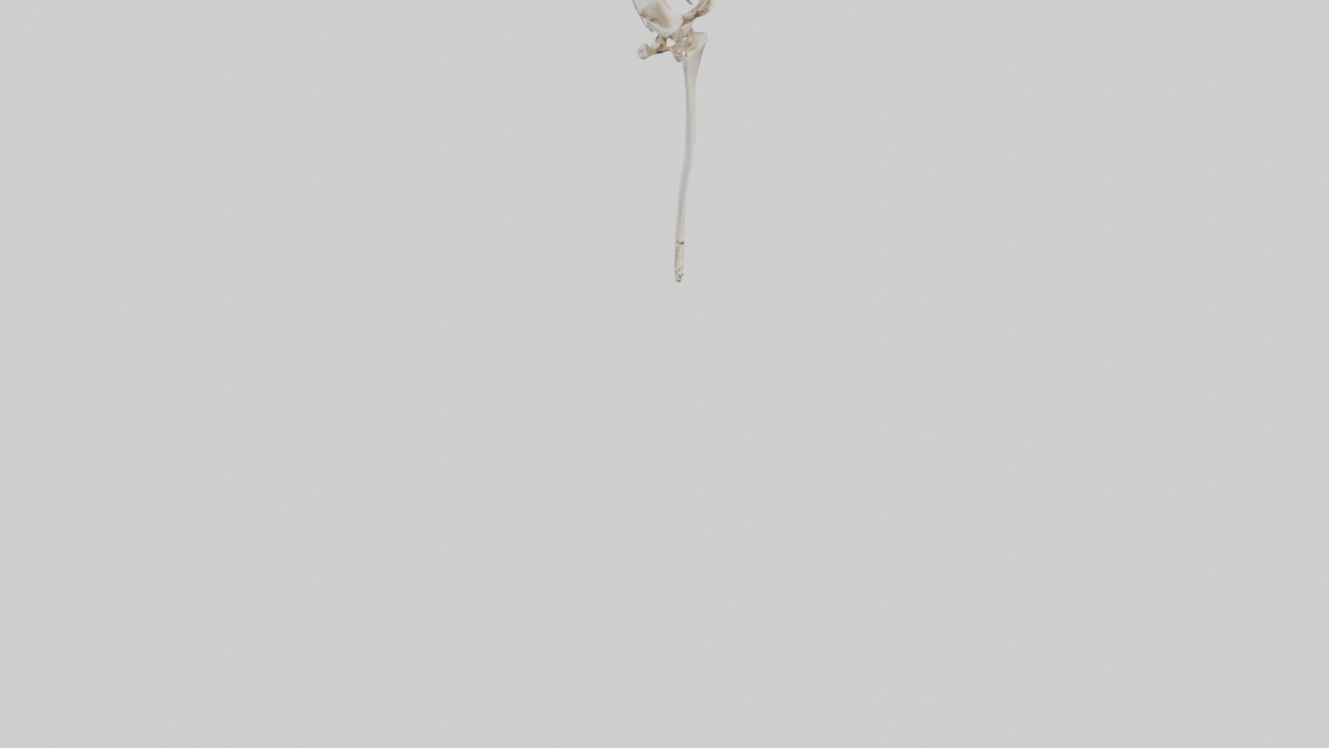 Human Femur Skeleton model Low-poly 3D model_6