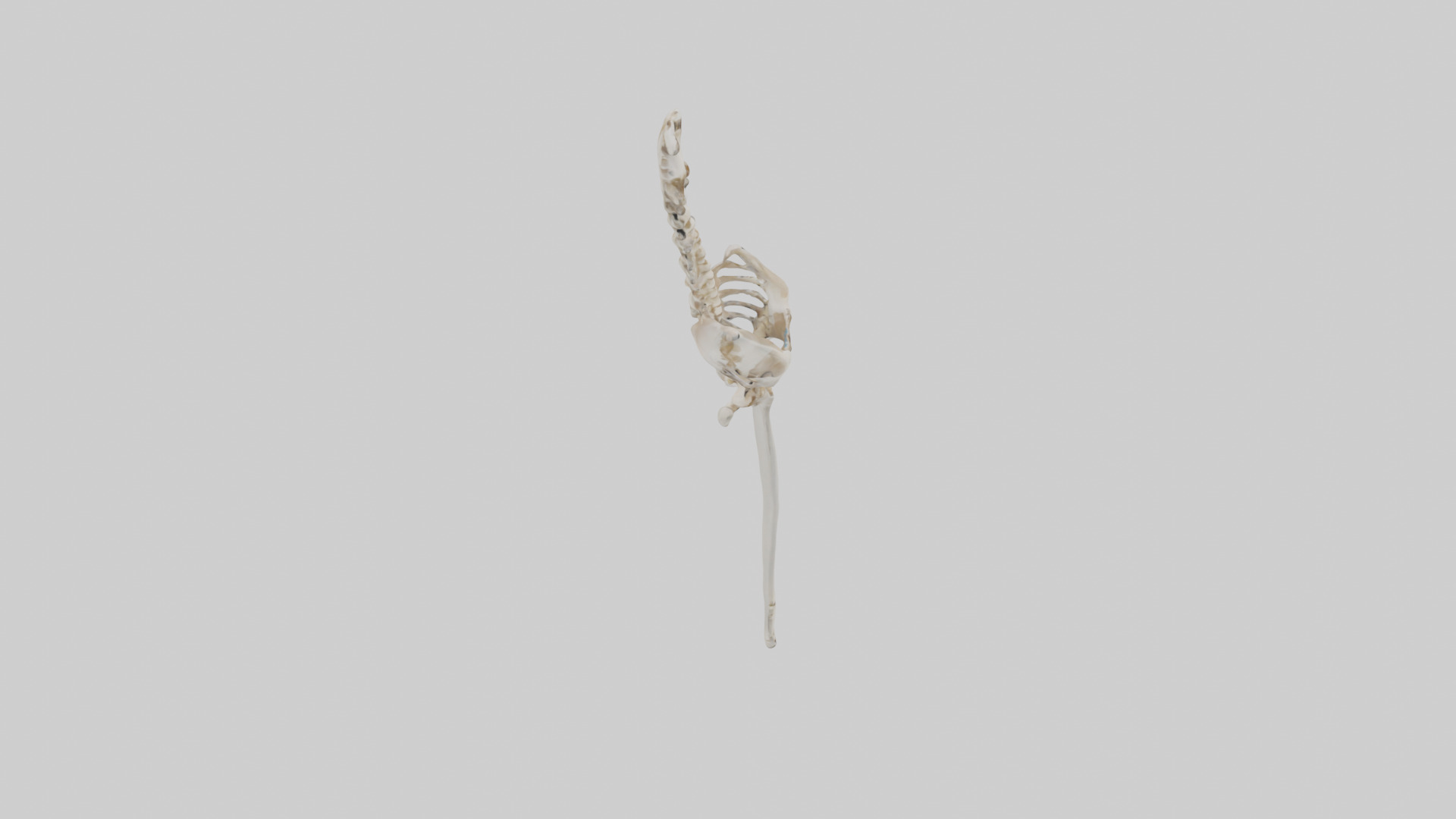 Human Femur Skeleton model Low-poly 3D model_18