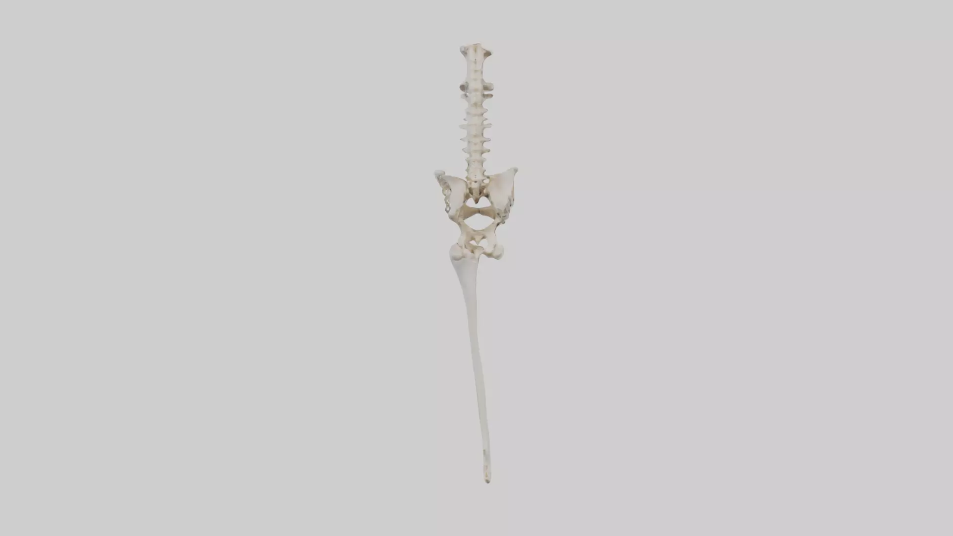 Human Femur Skeleton model Low-poly 3D model_0