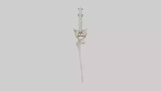 Human Femur Skeleton model