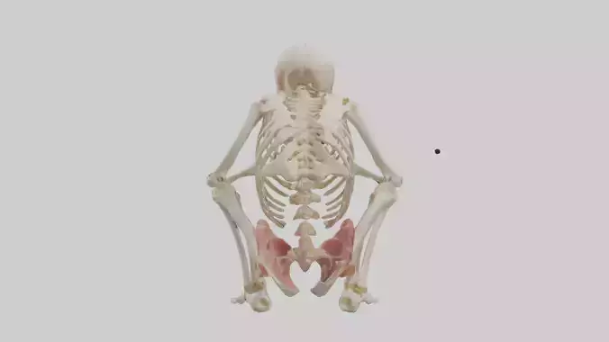 Human Fetus Skeleton model