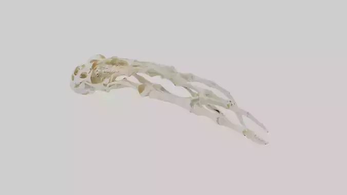 Human Finger Skeleton model