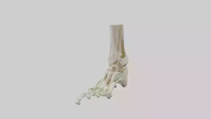 Human Foot Skeleton model