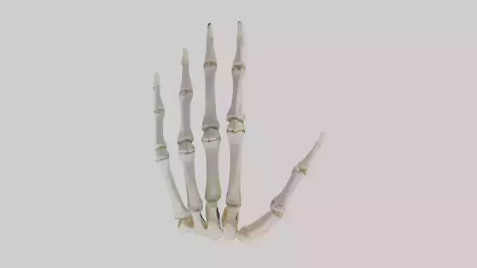 Human Hand Skeleton model