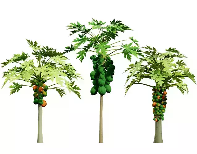 Papaya Tree 3D Model